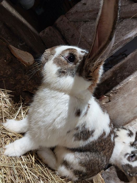 Królik belg mieszany ze srokaczem