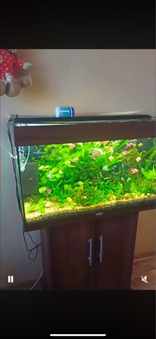 Акваріум аквариум з тумбою Ювель 160 л Juwel