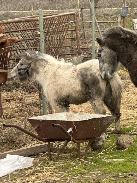 Ponei Miniatura Lindo