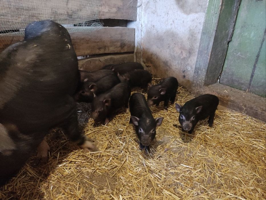 В'єтнамскі поросята 1.5 місяці