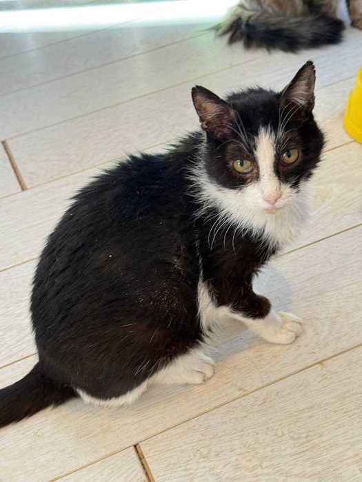 надзвичайно ніжний котик, кіт евакуйований з зони бойових дій