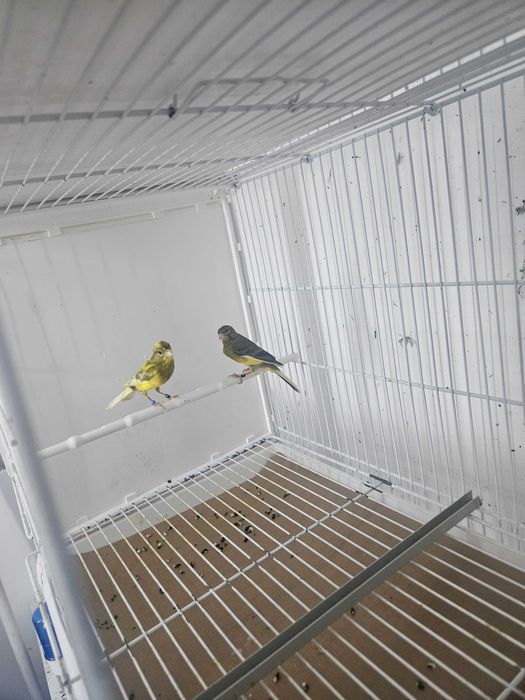 Canarios raça espanhola