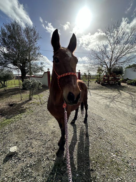 Cavalo Capado Proprio para Crianças