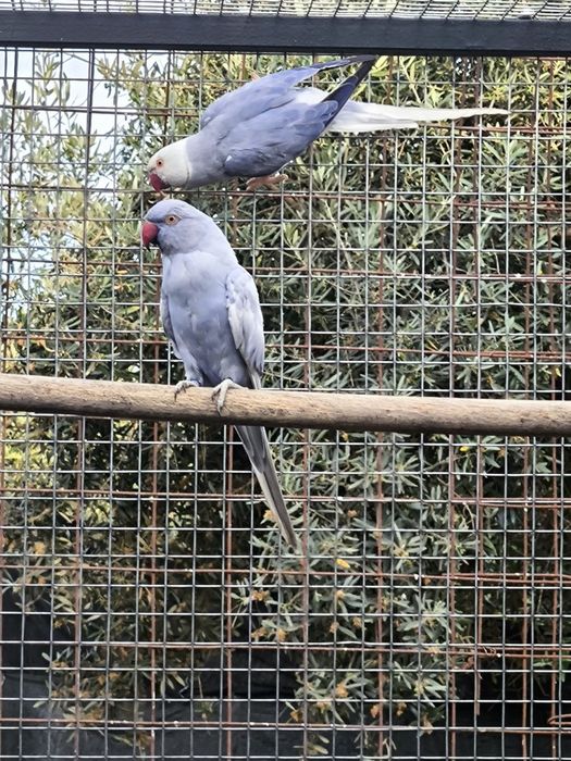 Casal de Ringnecks