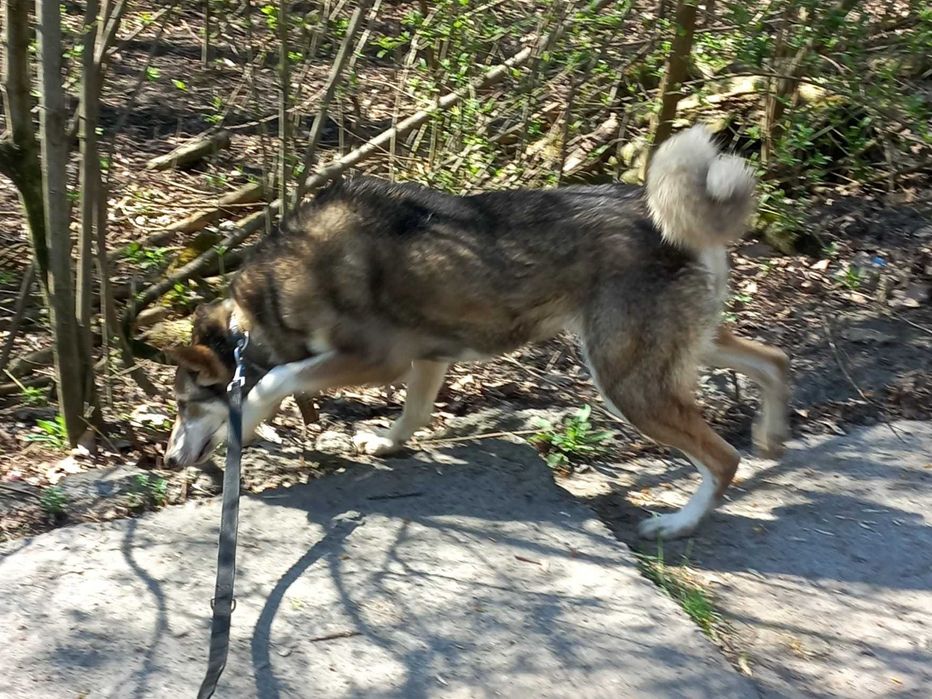 Західносибірська лайка Амі шукає дім