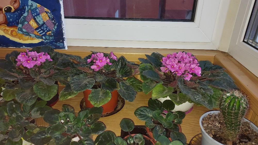 Продам фіалки постійно квітучі