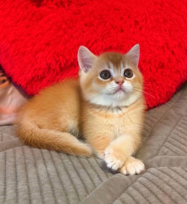 хлопчик шотландський котята котики