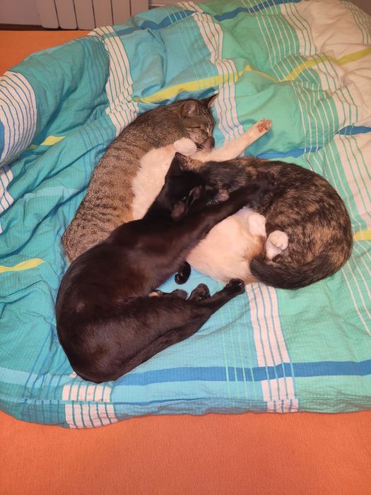 Gattos 1 anos, castrado