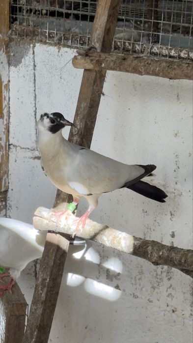 Vendo pomba viuvinha