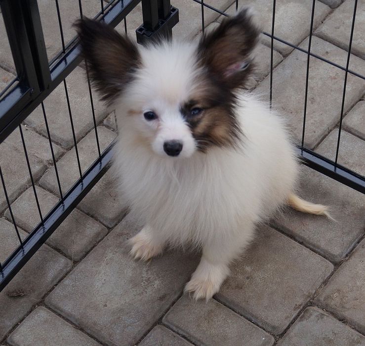 Девочки папильонки