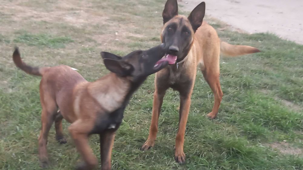 Бельгійська вівчарка