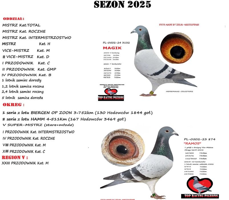 gołebie młode z rocznika 2026r