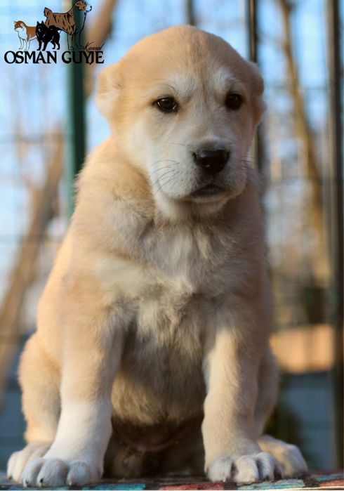 Класнюча дівчинка алабай розплідник