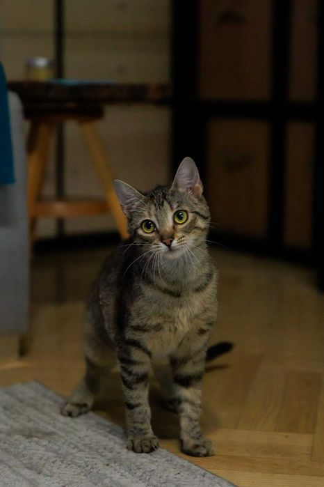 Chilli szuka domu! Fundacja "Stawiamy na Łapy"