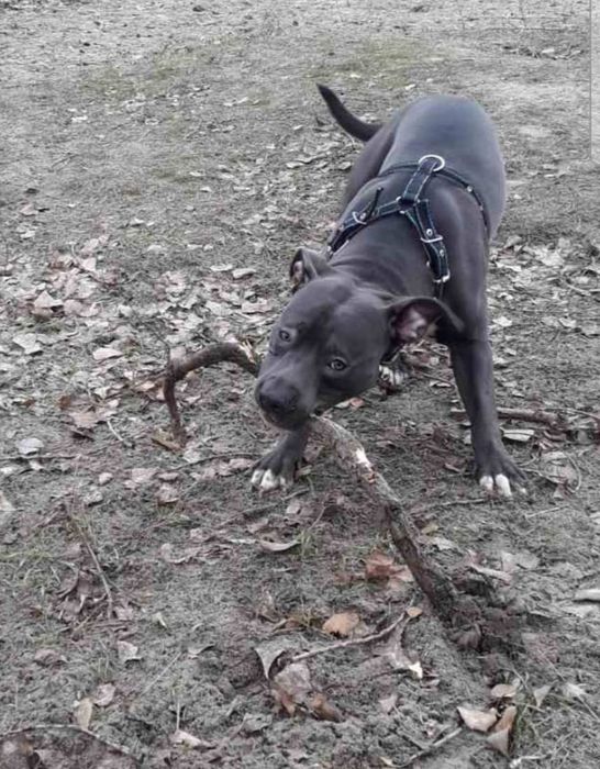 Вязка питбуль серый