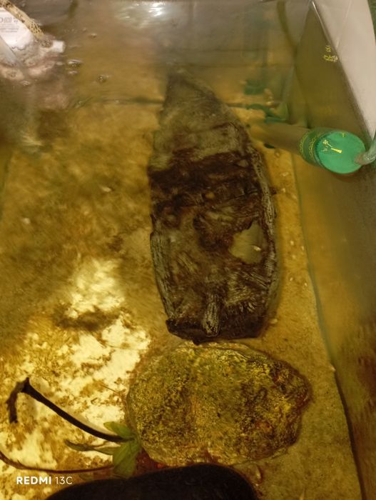 Peixe papagaio anao branco