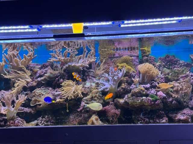 Akwarium morskie - 800 litrów