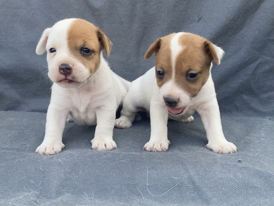 Джек рассел