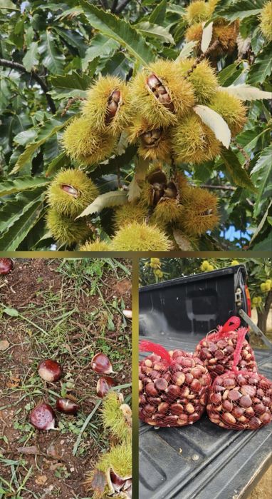 Castanha martainha calibrada
