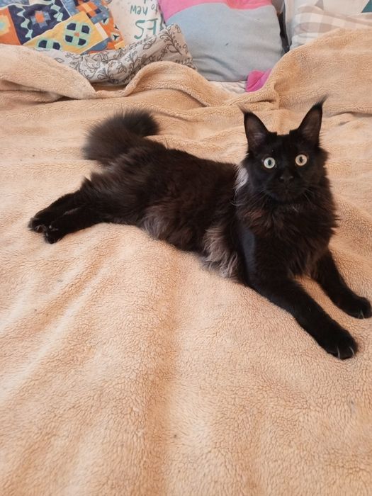 Продам кіцю породи Maine Coon