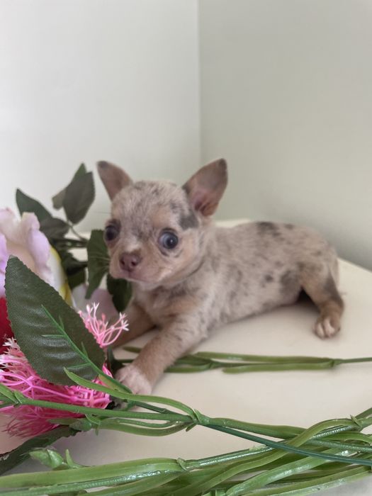 Chihuahua  femea   excelente merle chocolate