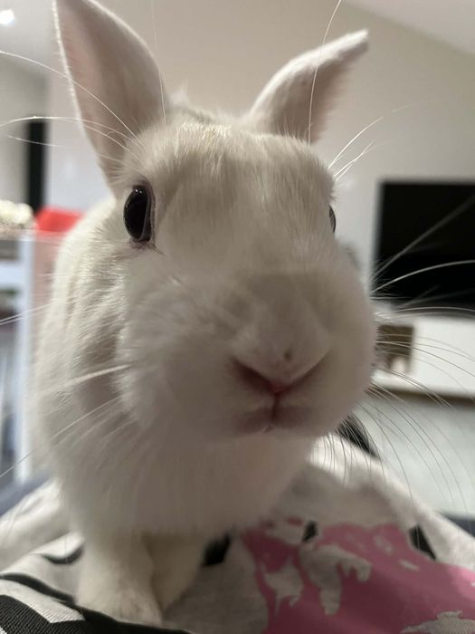 Krolik +skladana klatka