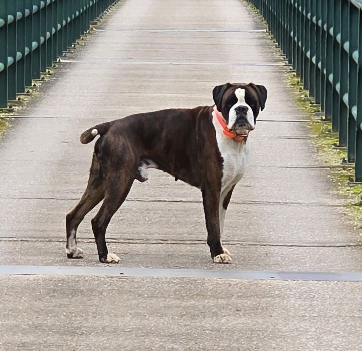 Boxer - Macho Tigrado