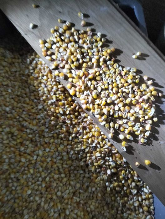 Milho para aves campo