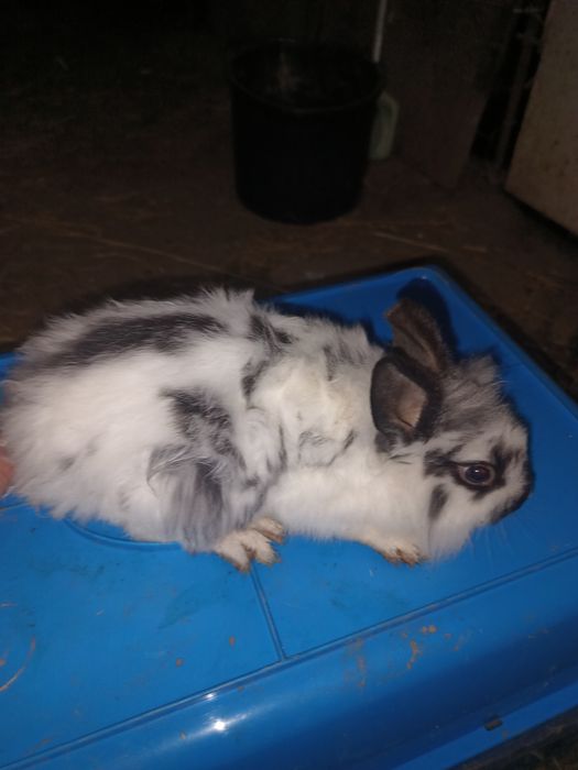 Króliki młode srokacze