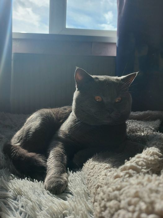 Неймовірно красивий кіт чекає на вашу кішечку.