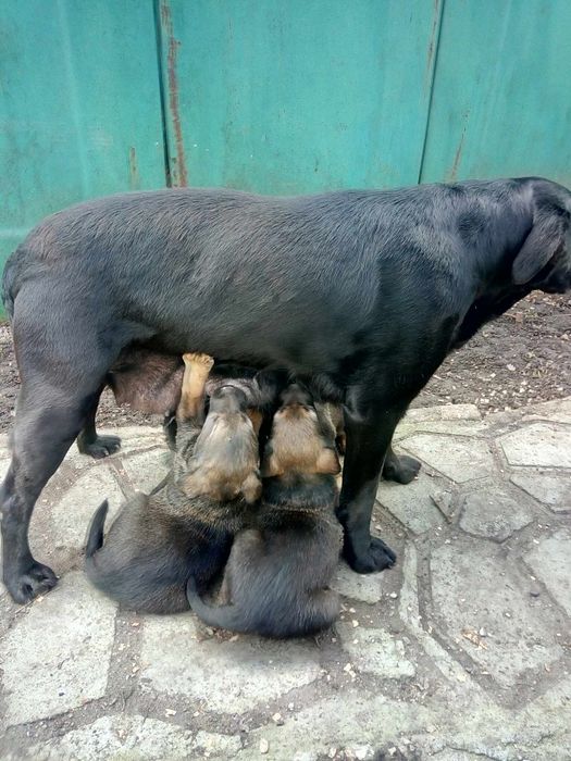 Продам цуценят бельгійської вівчарки