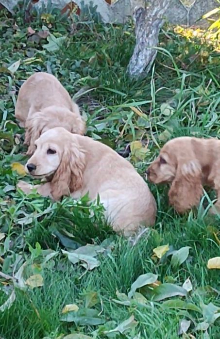 Цуценята породи англійський кокер спаніель