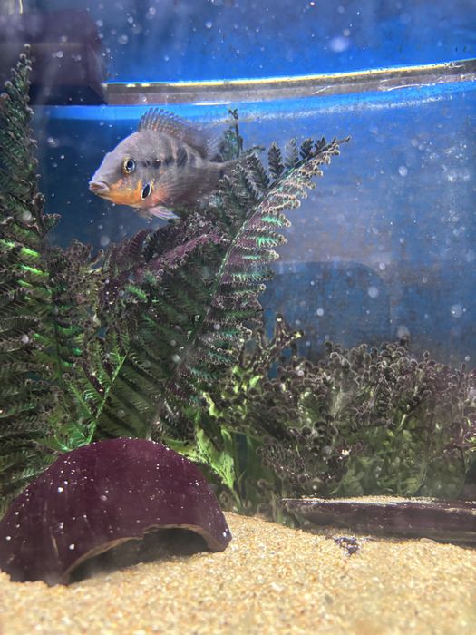 Peixe boca de fogo macho 8cm (Firemouth/Thorichthys meeki)