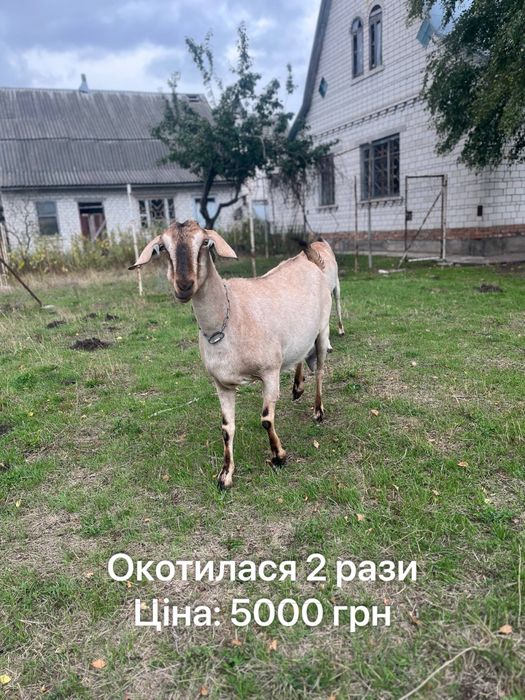 3 Нубійські кози на продаж