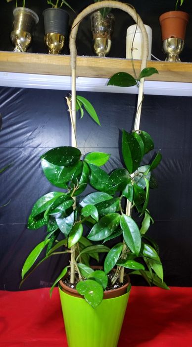 Рослинки на обмін.