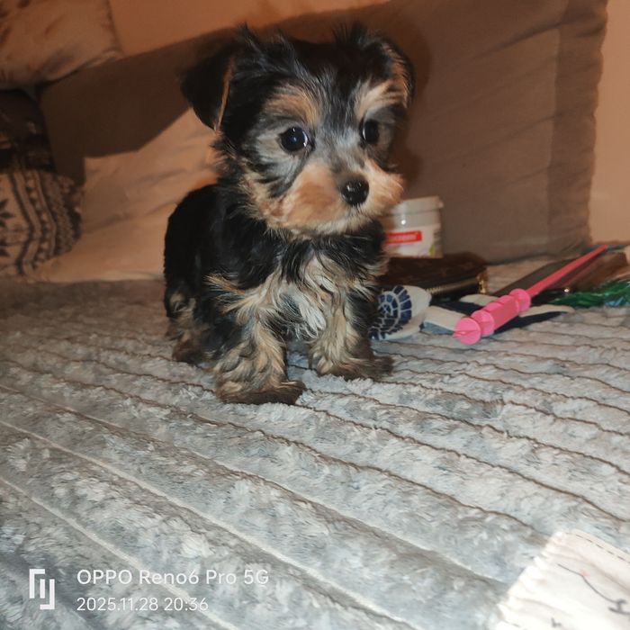 Szczeniak rasy York terier