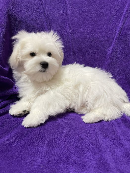 Мальтезе хлопчик