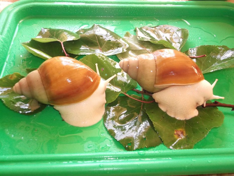 Улитки-подростки Archachatina marginata (ssp) Ukr White Gold (G2)