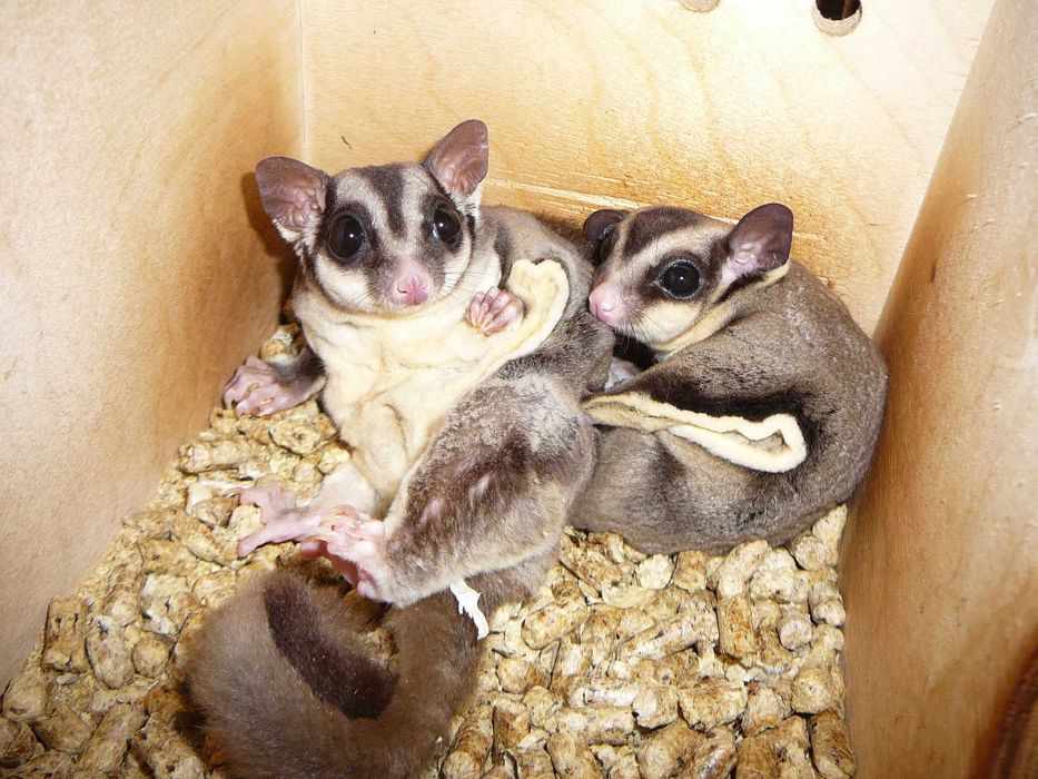 Lotopałanka karłowata lotopałanki parka standard