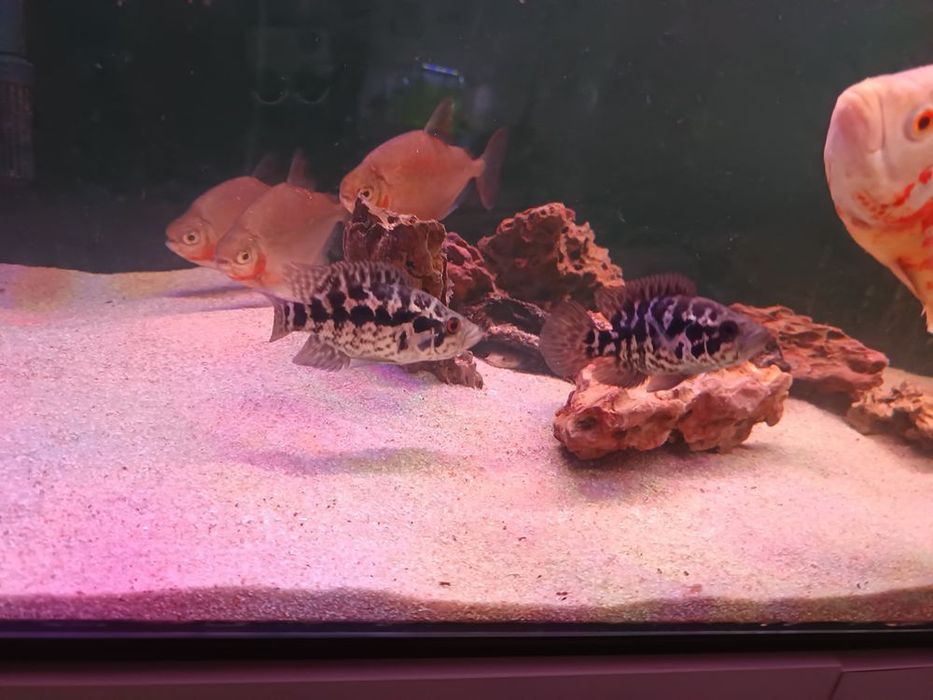 Peixe ciclidio Jaguar (9cm)