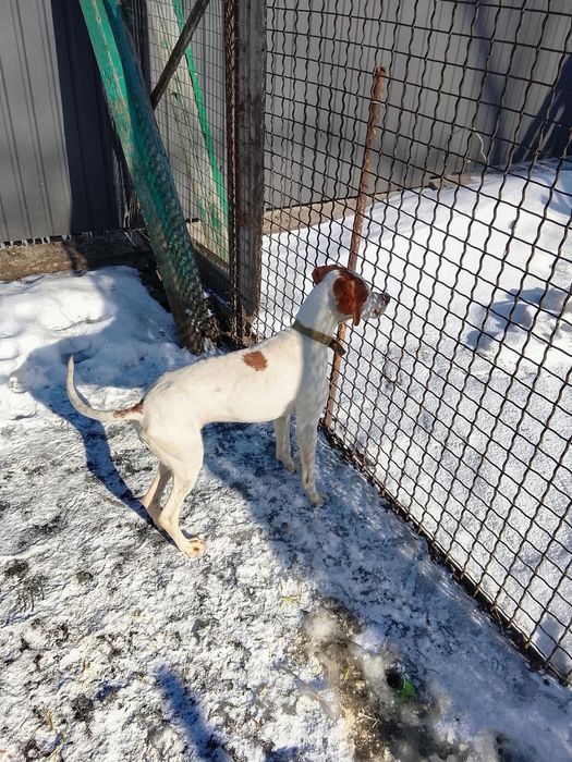 Англійський пойнтер Віддам в добрі руки дві дівчинки