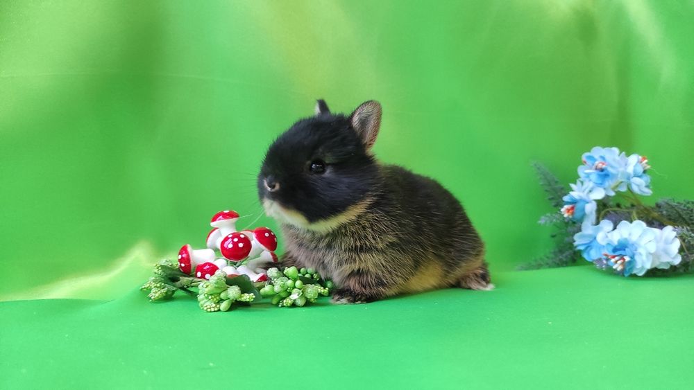 Кролики карликові.Нідерландський., найменша порода.