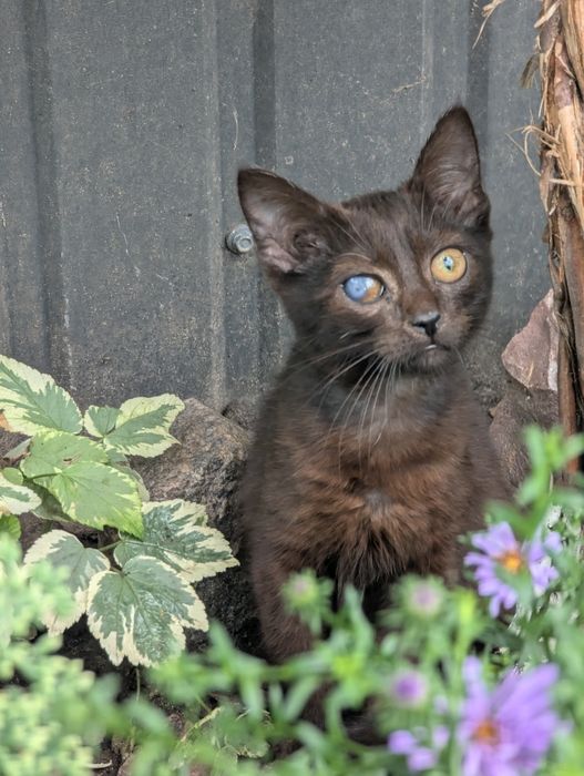 Кошеня Ронні шукає родину