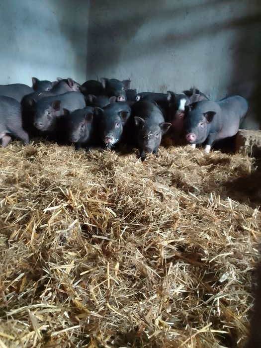 Продам в'єтнамсьні поросятка