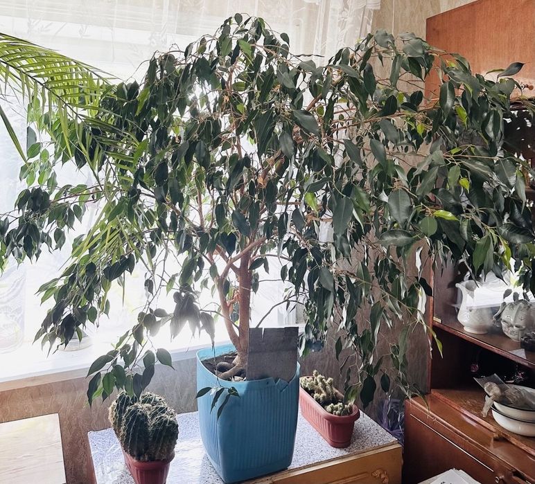 Фікус бенджаміна