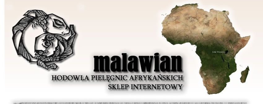Pielęgnice afrykańskie , pyszczaki , hodowla Malawian