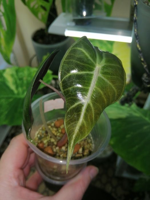 Алоказия много сортов. Набор