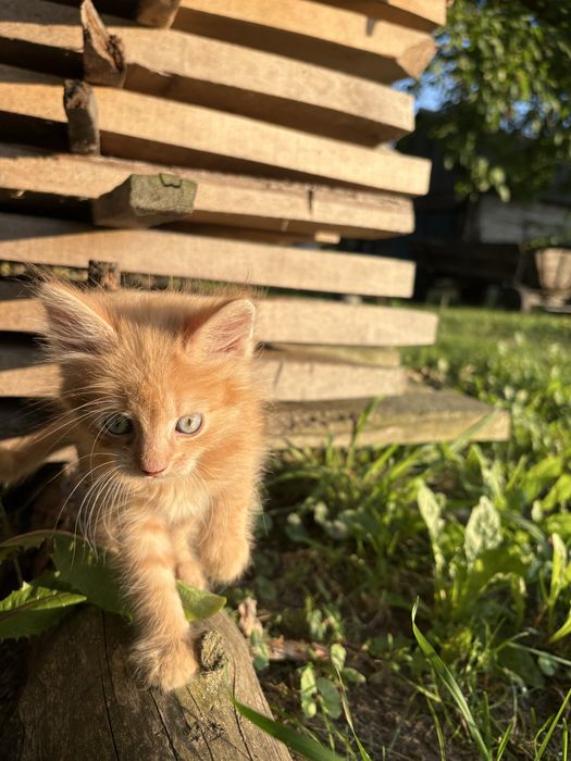 Кошенята шукають люблячий дім.
