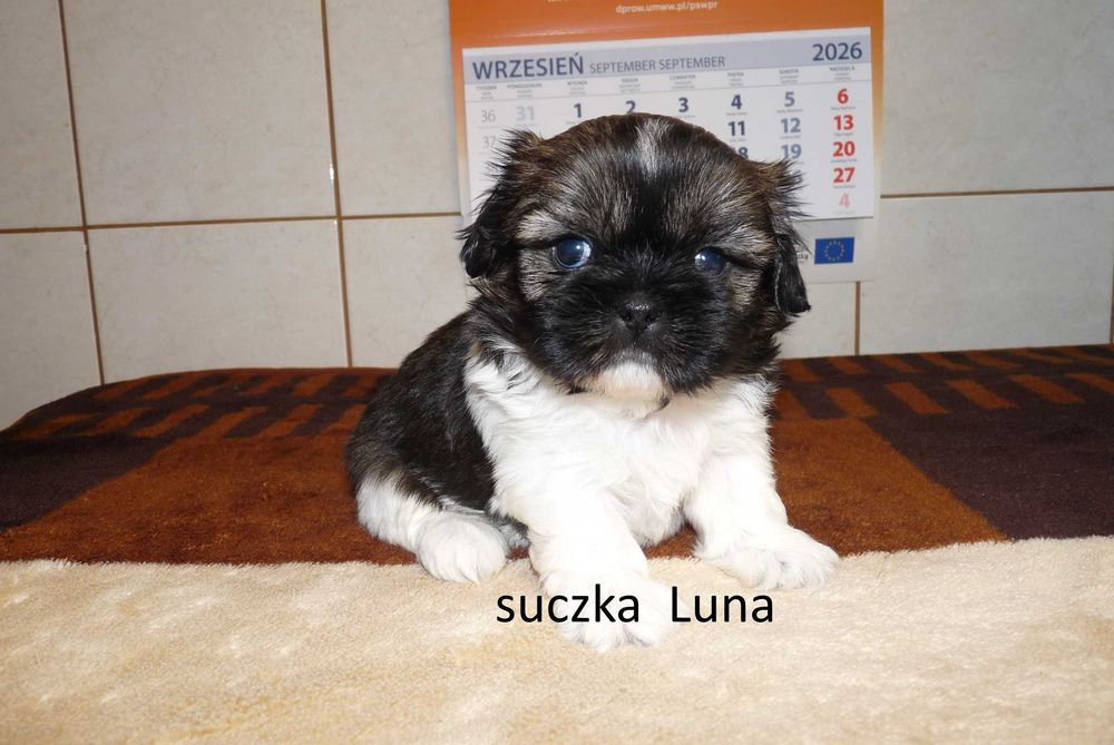 Shih tzu, suczka Luna do odbioru od 22 sierpnia.