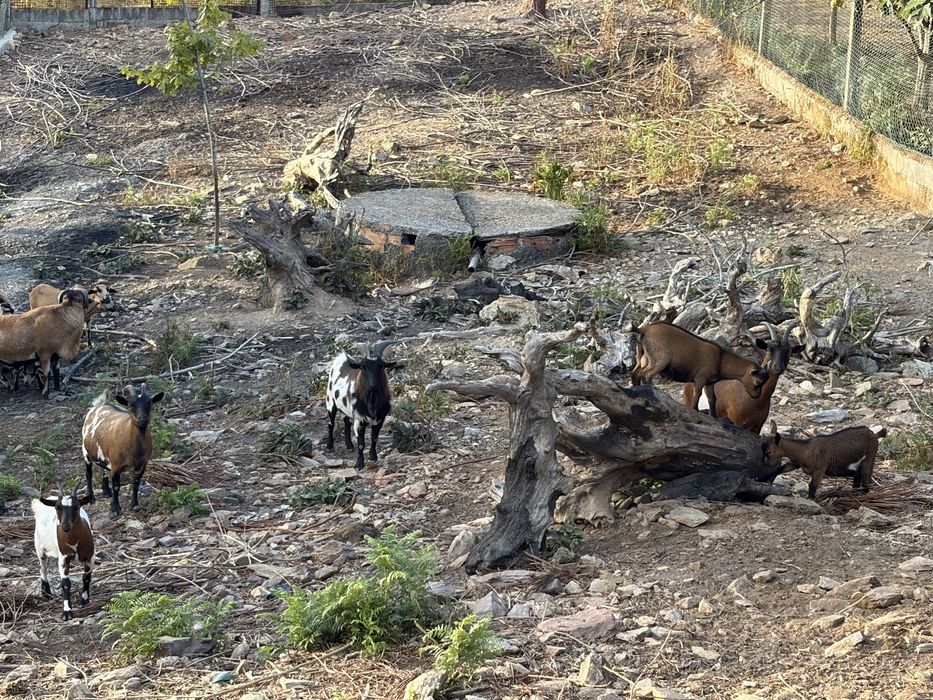 Cabras Anas para ceder